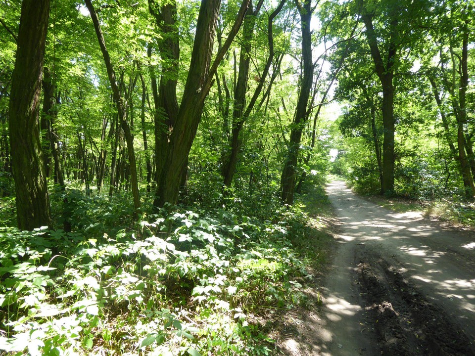 Tschechien - Mělník - Ein wenig durfte ich auch wieder durch wunderschön Wald fahren, aber