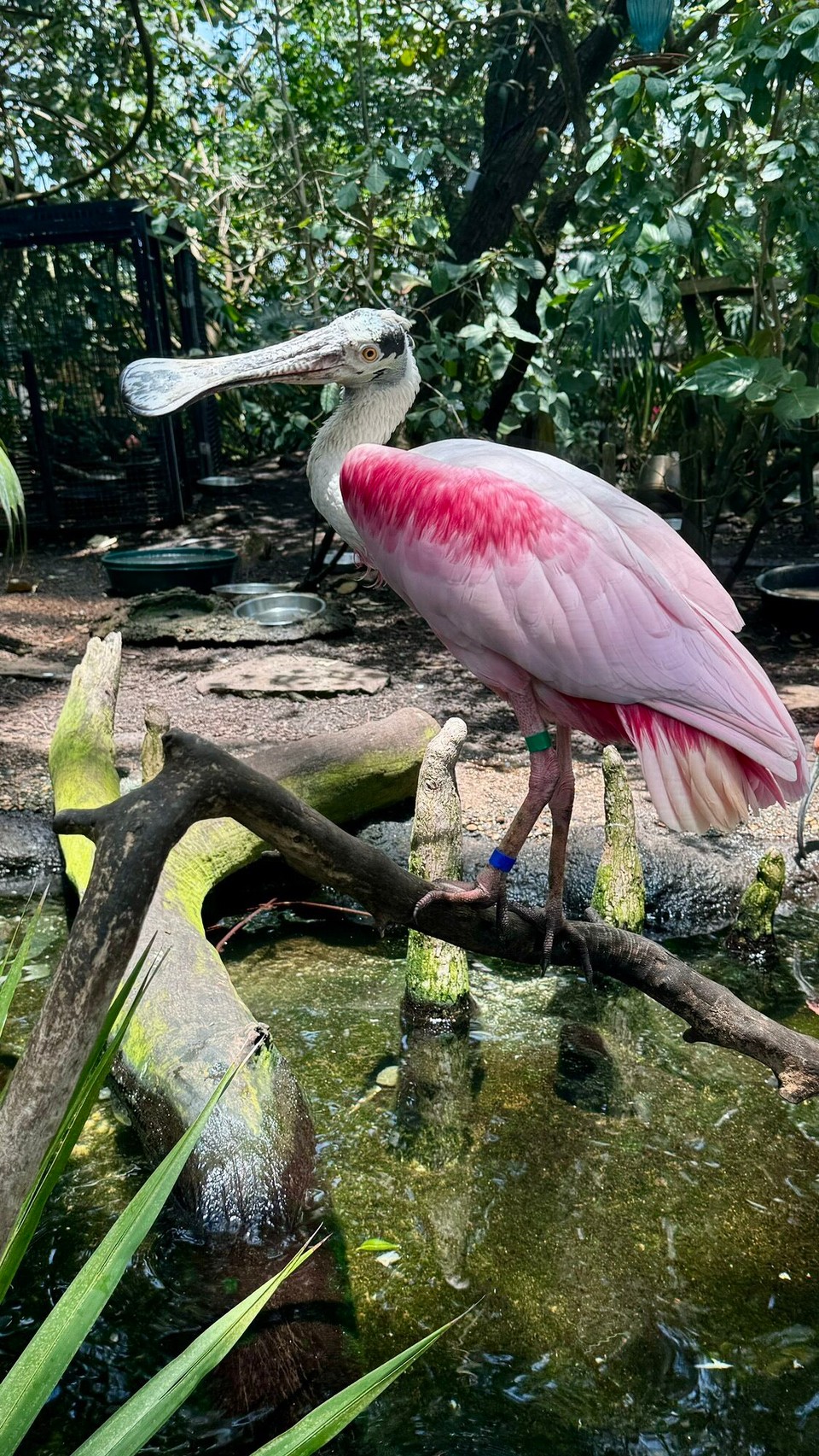 Vereinigte Staaten - Tampa - 