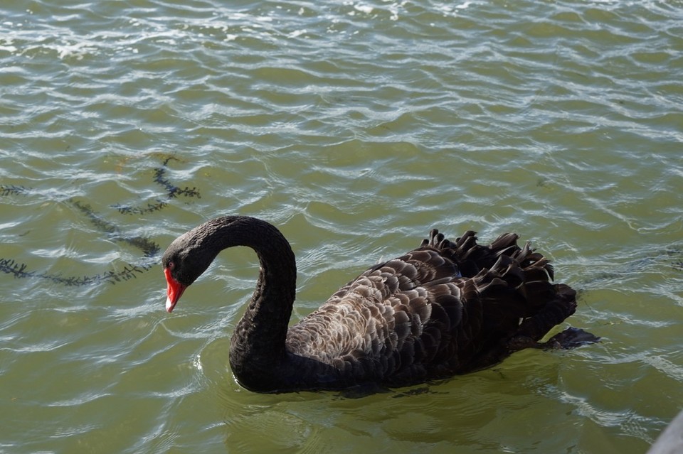 Neuseeland - Rotorua - 