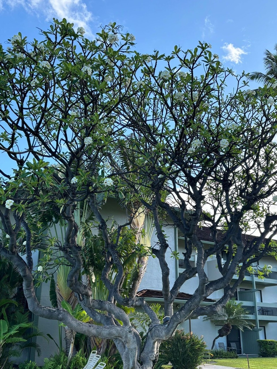 Vereinigte Staaten - Kaanapali - 