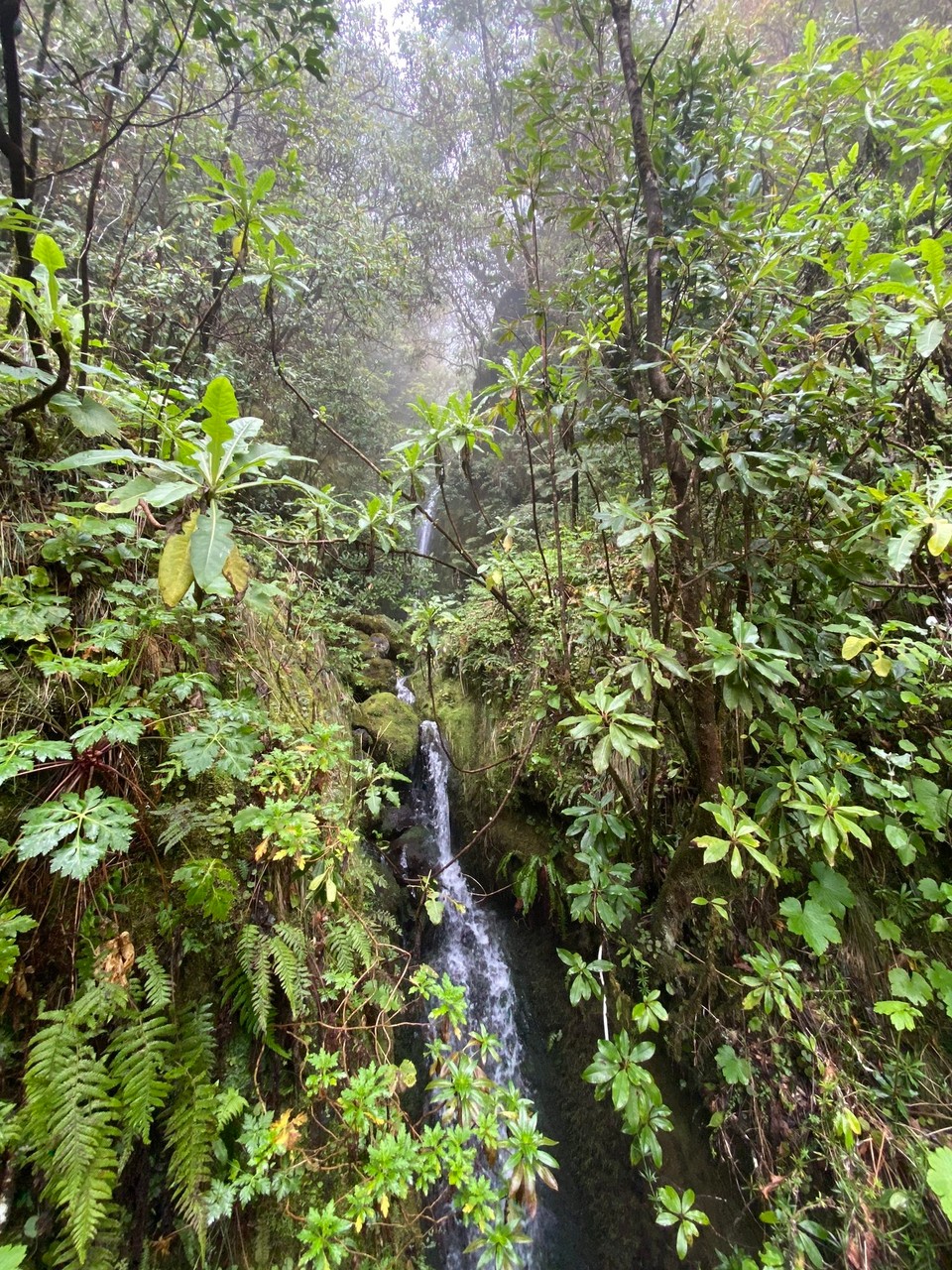 Portugal - Ribeira Brava - Einer von vielen 