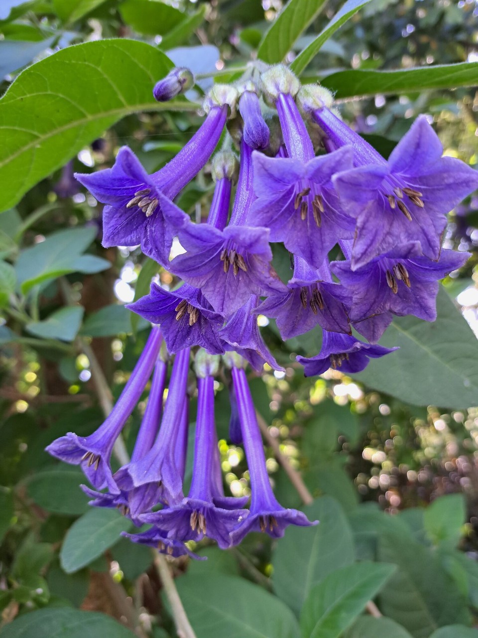 Neuseeland - Pirongia - 