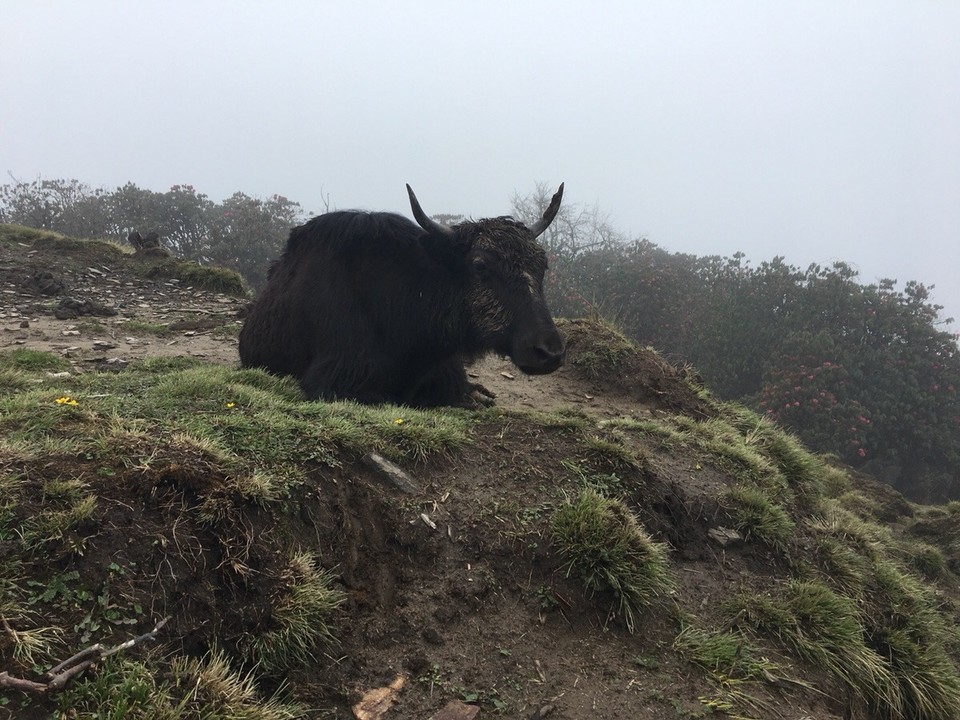 Nepal -  - 
