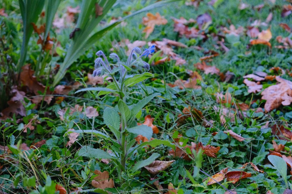 Frankreich - Allerey-sur-Saône - 