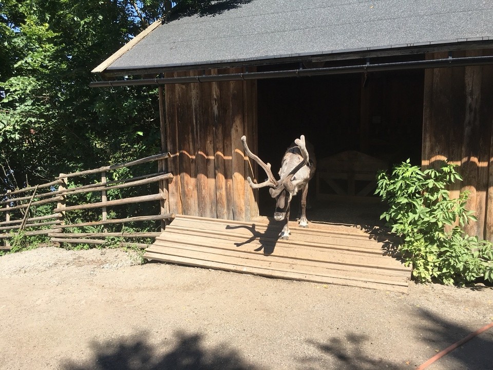 Schweden - Stockholm - Rentier oder Elch?