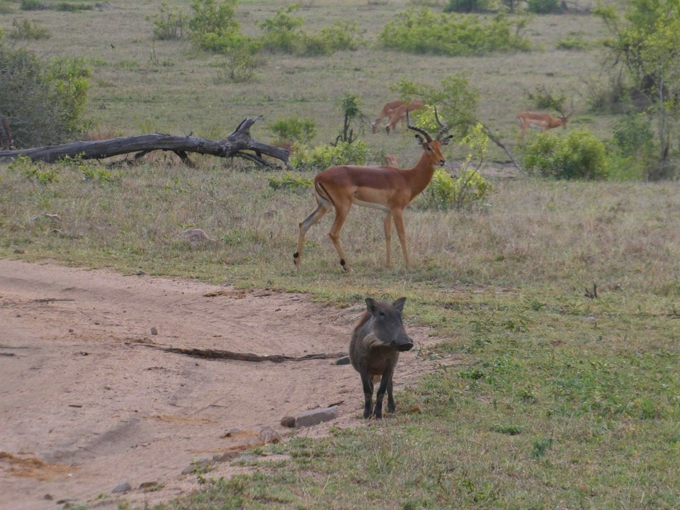 Südafrika - Kruger-Nationalpark - 