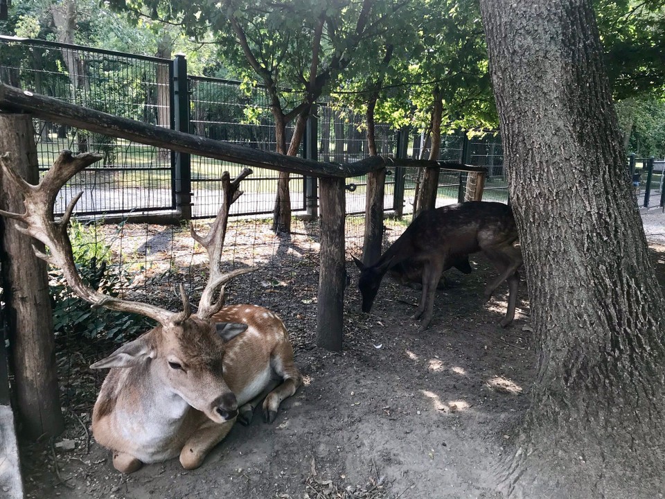 Ungarn - Budapest XIII. kerület - Wildtiergehege | Hirsch 