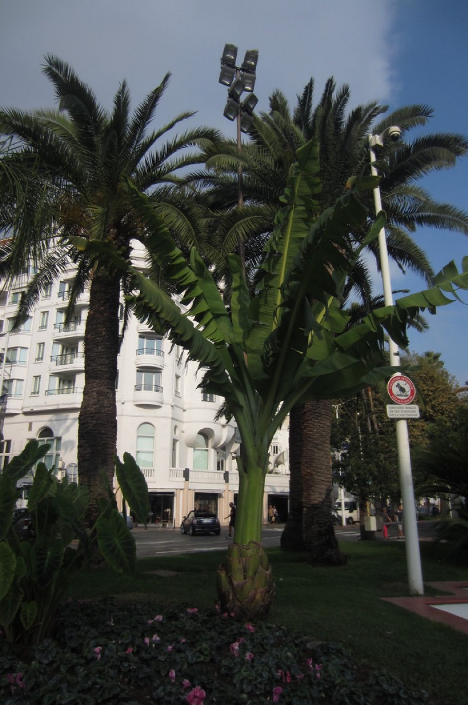 Frankreich - Cannes - Palmen und Bananen