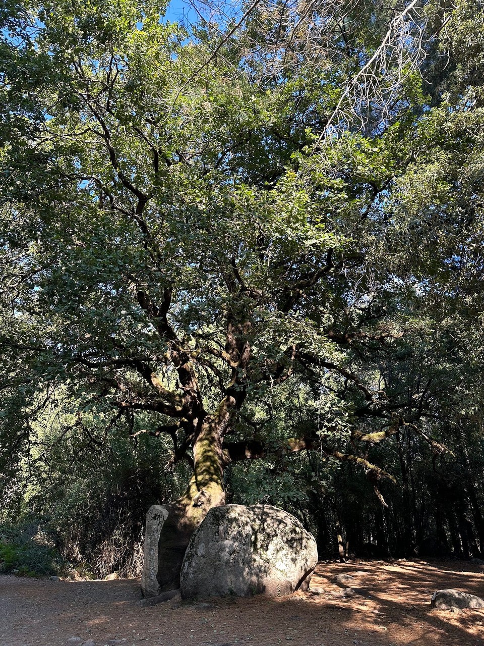 Frankreich - Quenza - 