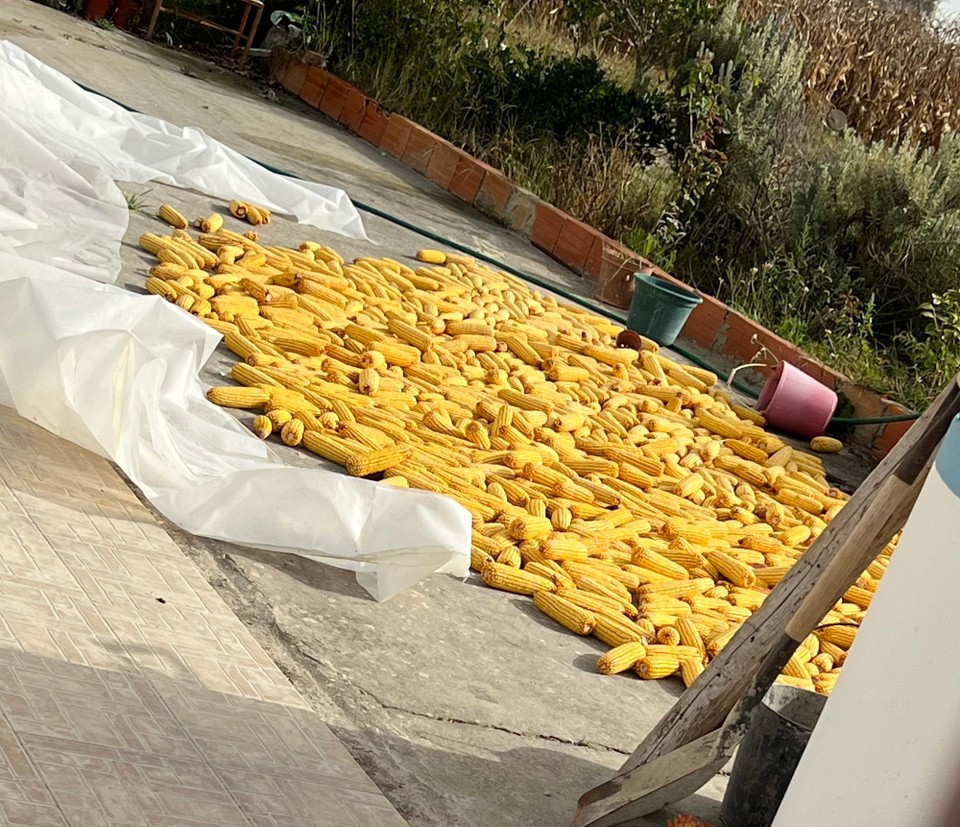 Portugal - São Teotónio - Erntezeit! 