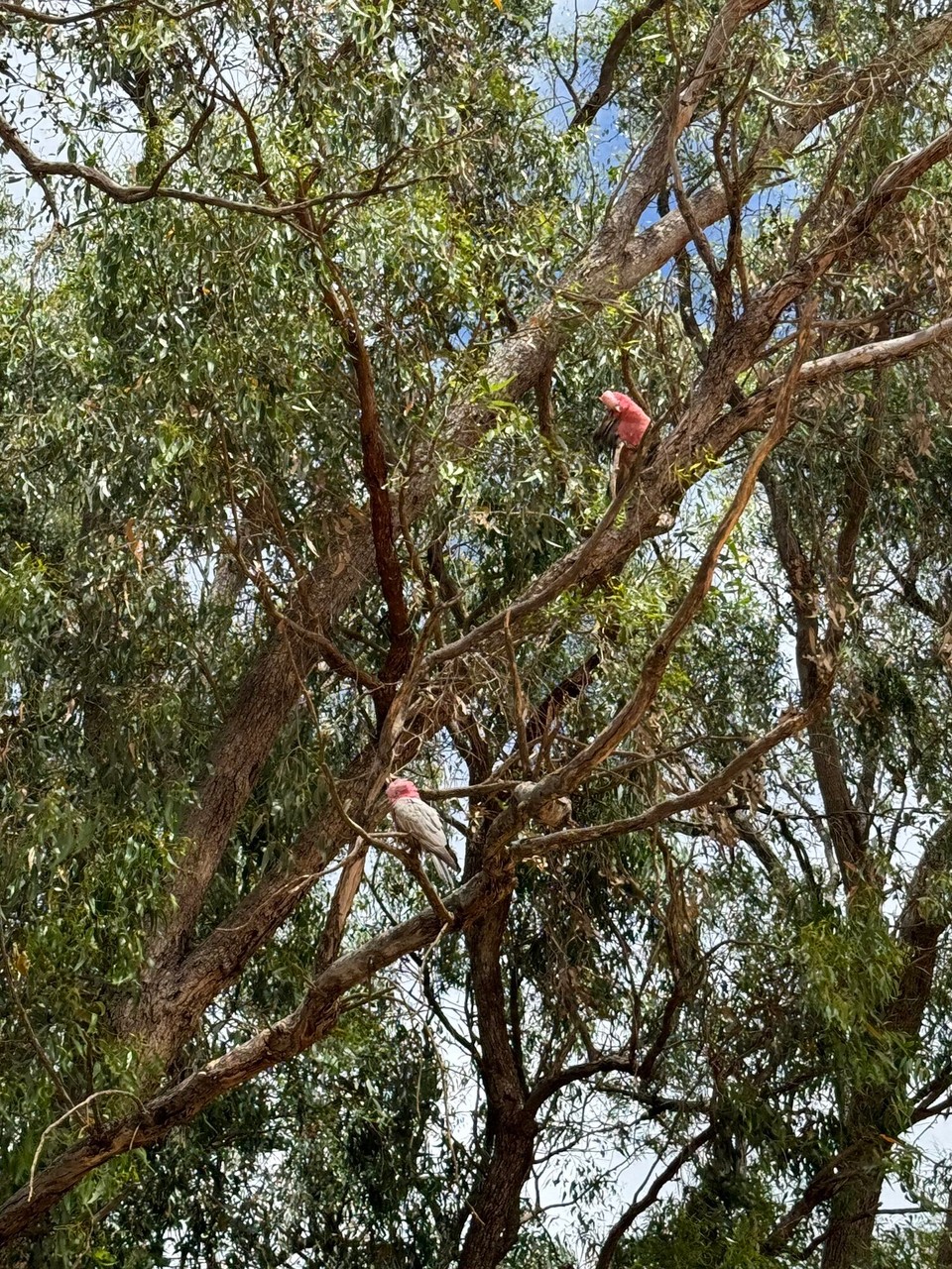 Australien - Redcliffe - Rosakakadus😍 Amna Plätzli mit zwei luschtiga Gschichta...😂