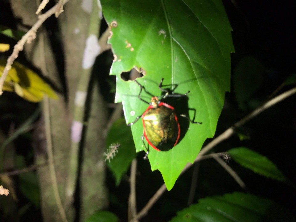 Costa Rica - San Carlos - 