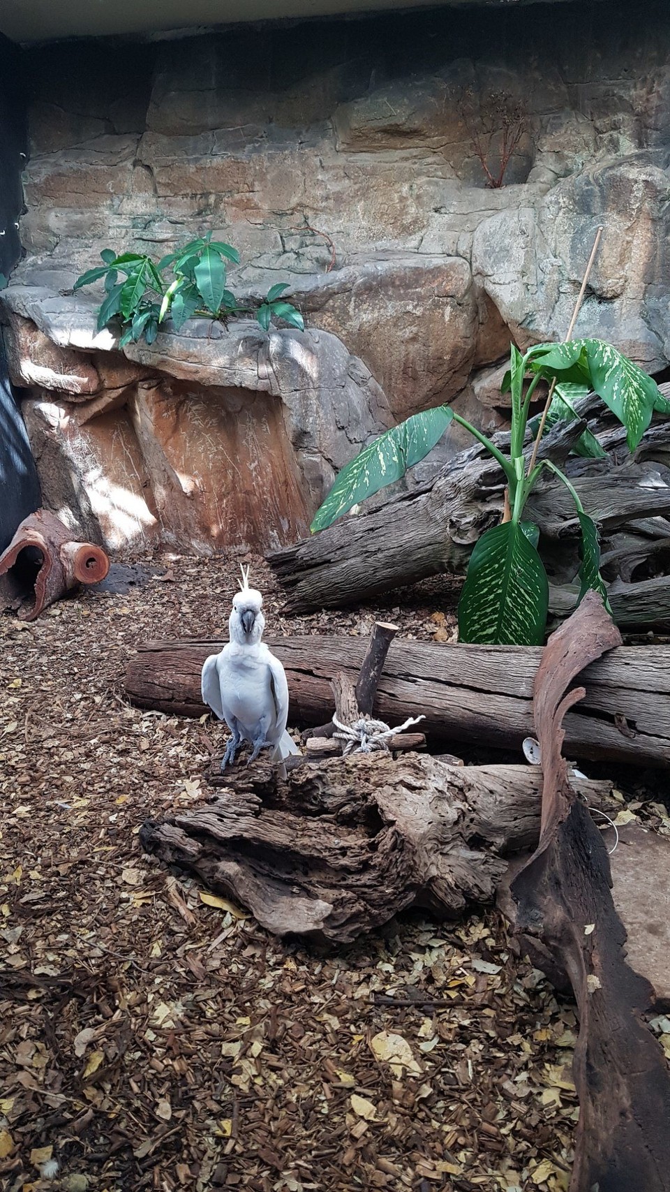 Australia - Cairns - 