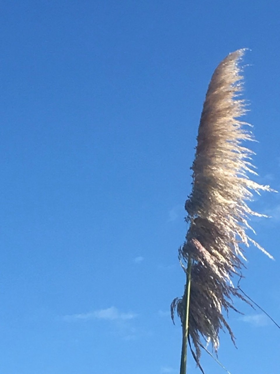 Neuseeland - Waipu - 