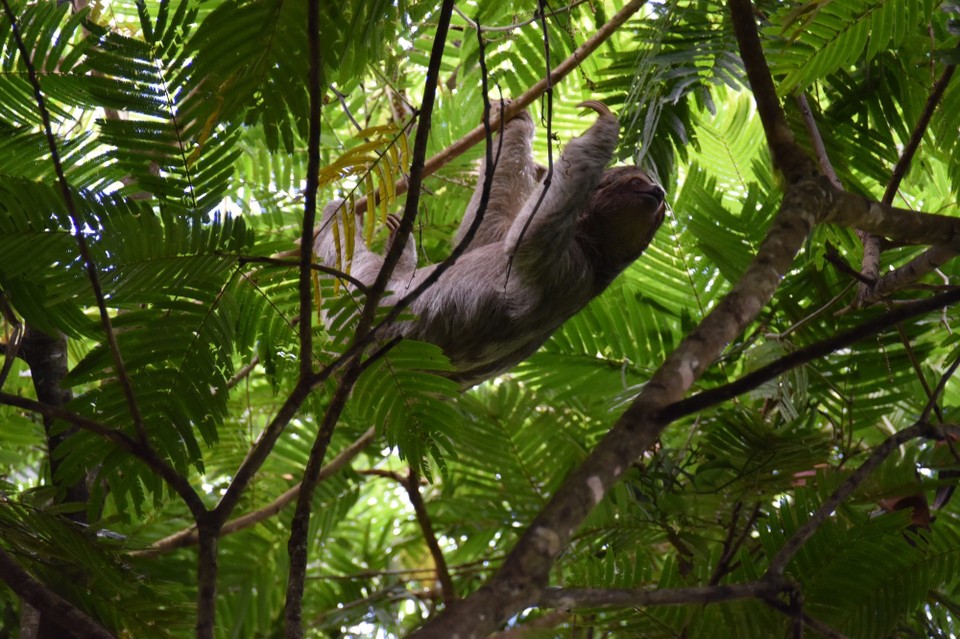 Costa Rica - Tilarán - 