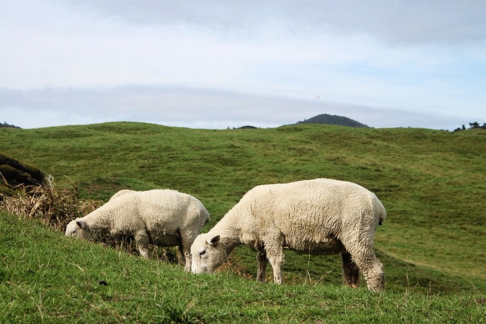 Neuseeland - Farewell Spit - Das ist das typische NZ Bild für uns!