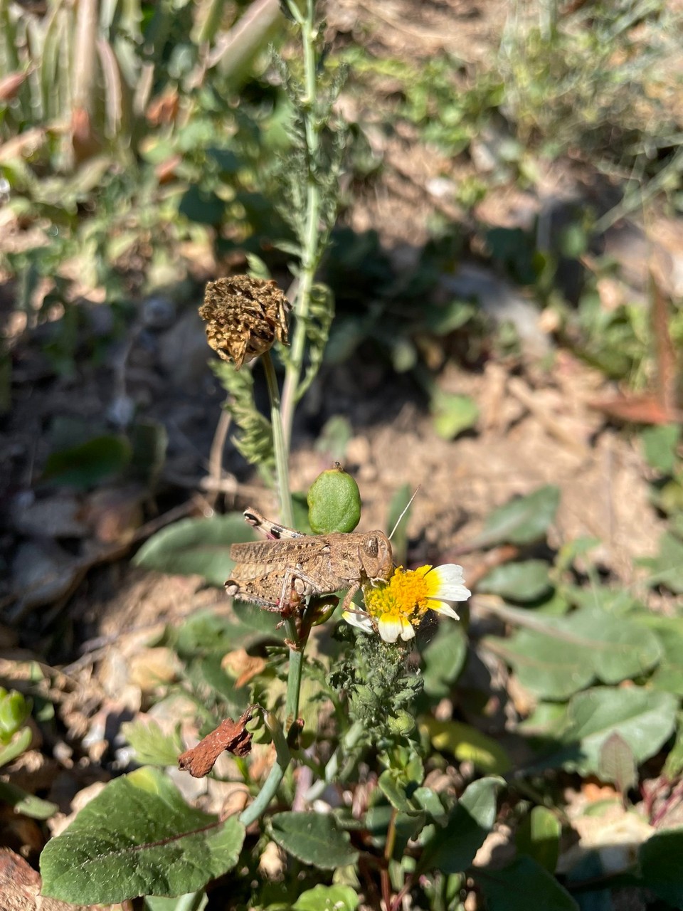 Portugal - Aljezur - Flipp hat tatsächlich die ganze Blume vertilgt 😄