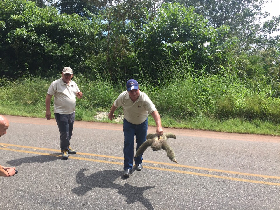 Costa Rica - Osa - Das erste Faultier, mitten auf der Strasse