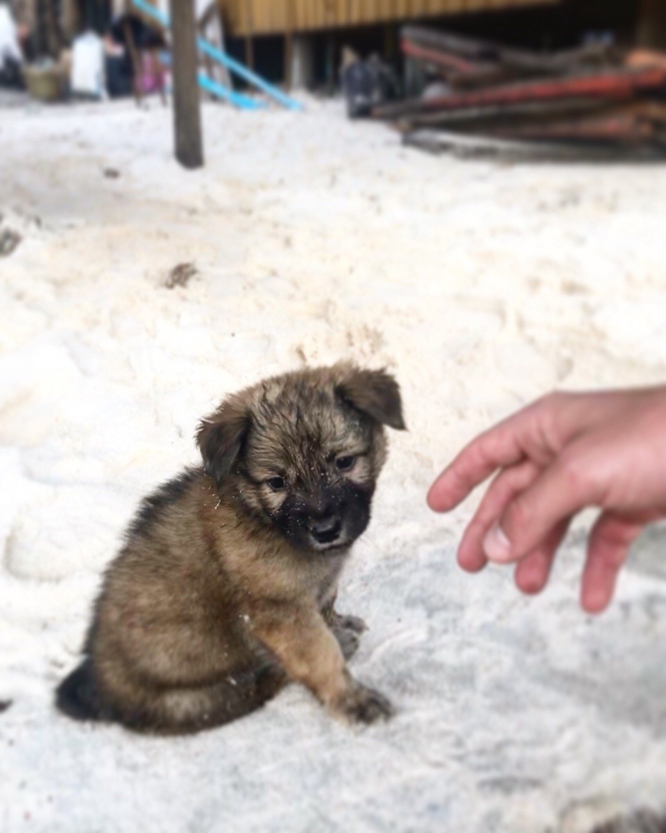 Kambodscha -  - Überall auf der Insel liefen uns kleine Welpen entgegen 😍🐶