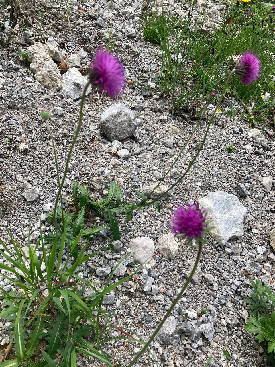 Italien - Rodeneck - Weiche Silberscharte