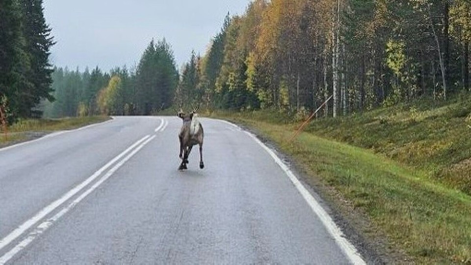 Finnland - Rukatunturi - Ren(n)tier 