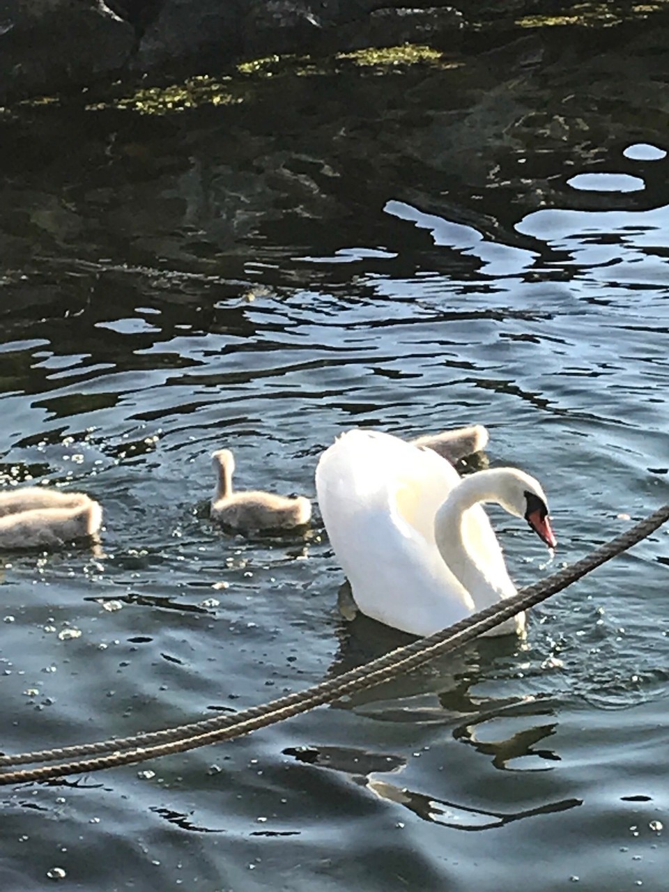 Norwegen - Egersund - Unsere nächtlichen Bewacher 