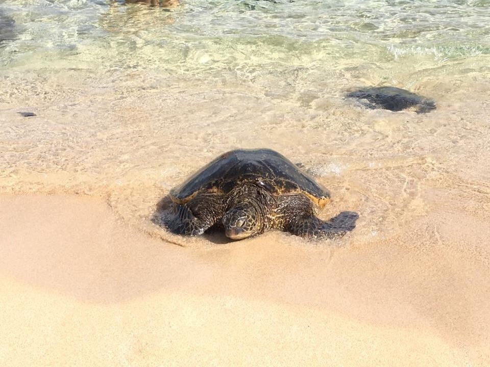 Vereinigte Staaten - Honolulu - Was man nicht alles sieht wenn man sich etwas von den Touristenmassen verabschiedet 