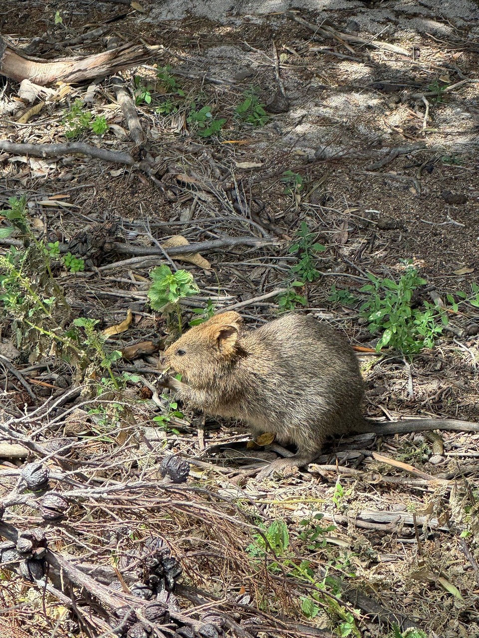 Australien - Rottnest - Under da Büsch findemer immer widr Quokkas, wemr guat luagen.😊