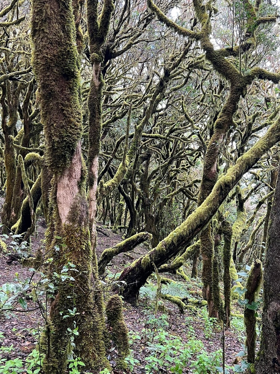 Spanien - San Sebastián de La Gomera - 
