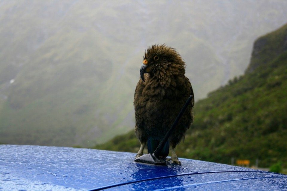 Neuseeland - Milford Sound - 