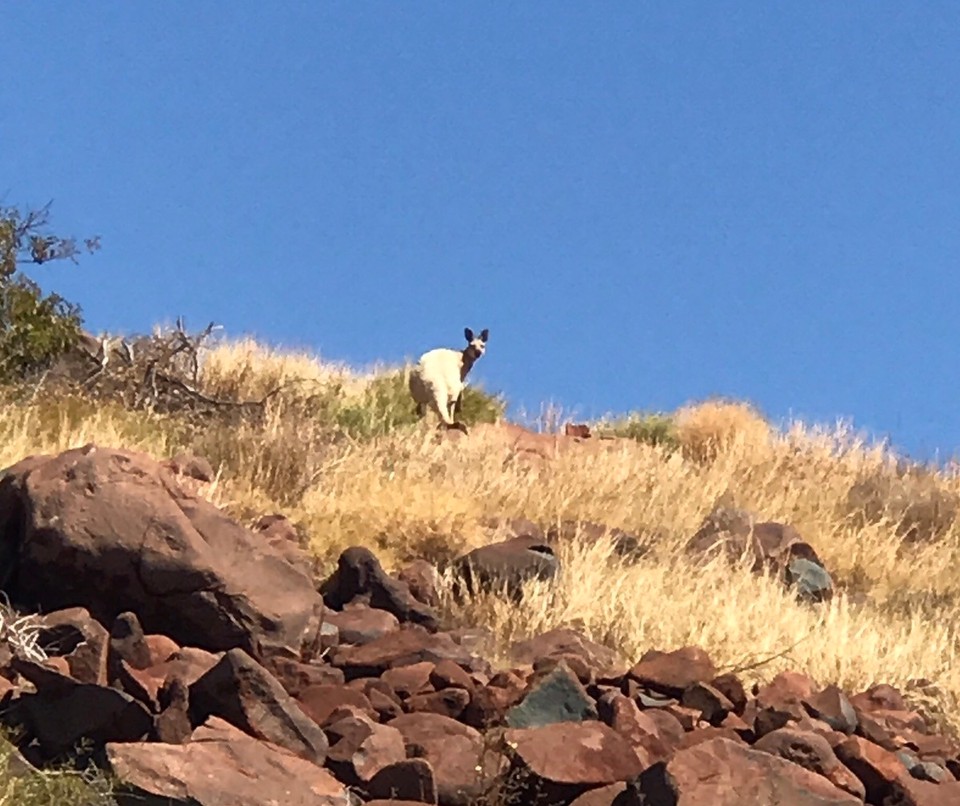  - Australia, Karratha - White roo !