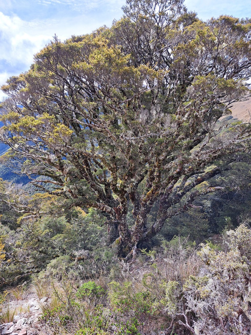 Neuseeland - unbekannt - 