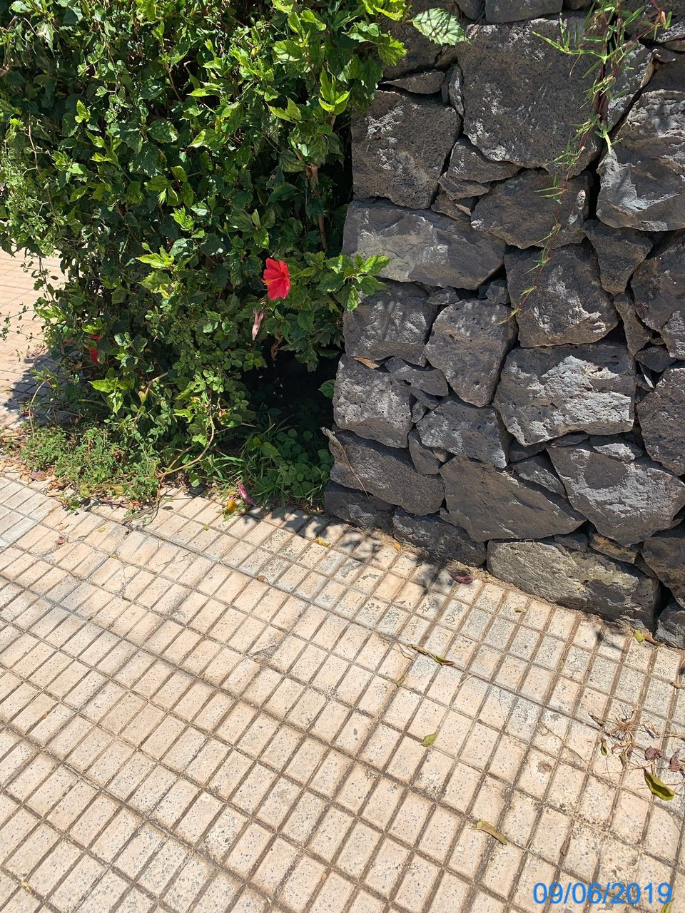 Spanien - Puerto de la Cruz - Salamander gibt es hier wie bei uns die Eichhörnchen 