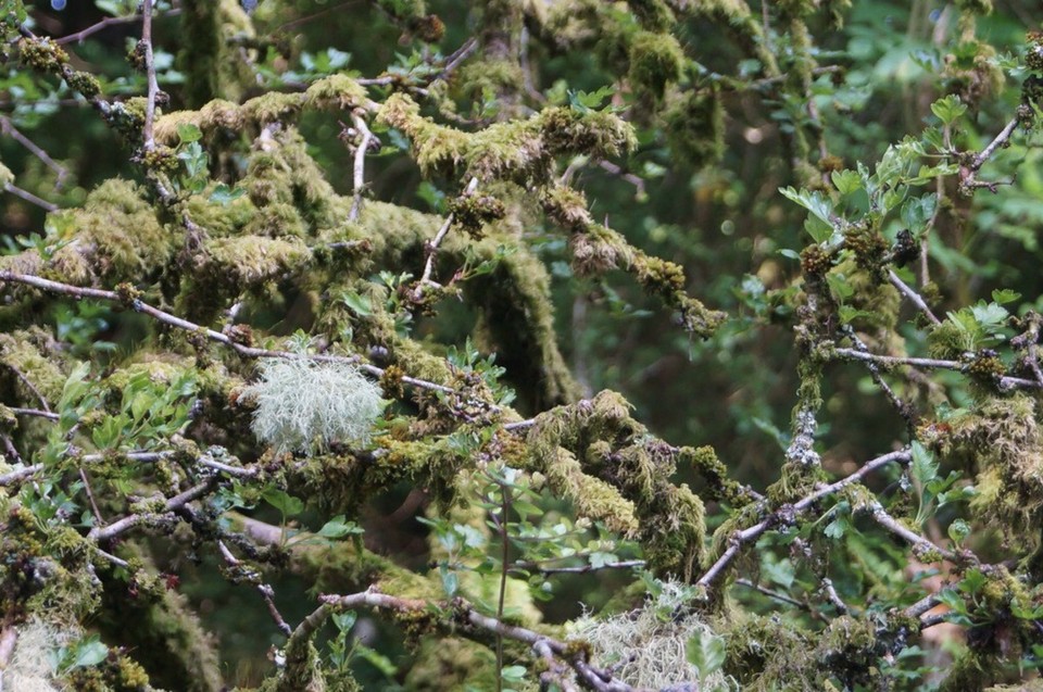 Vereinigtes Königreich - Mull - 