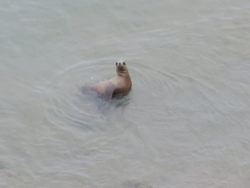 Argentina - Valdes Peninsula - Lion de mer