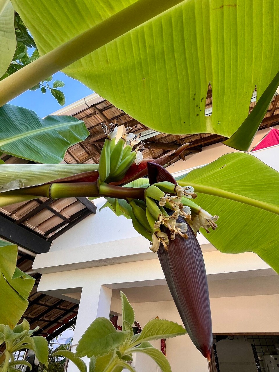 Brasilien - Salvador - Bananenstaude Entwicklung der Banane