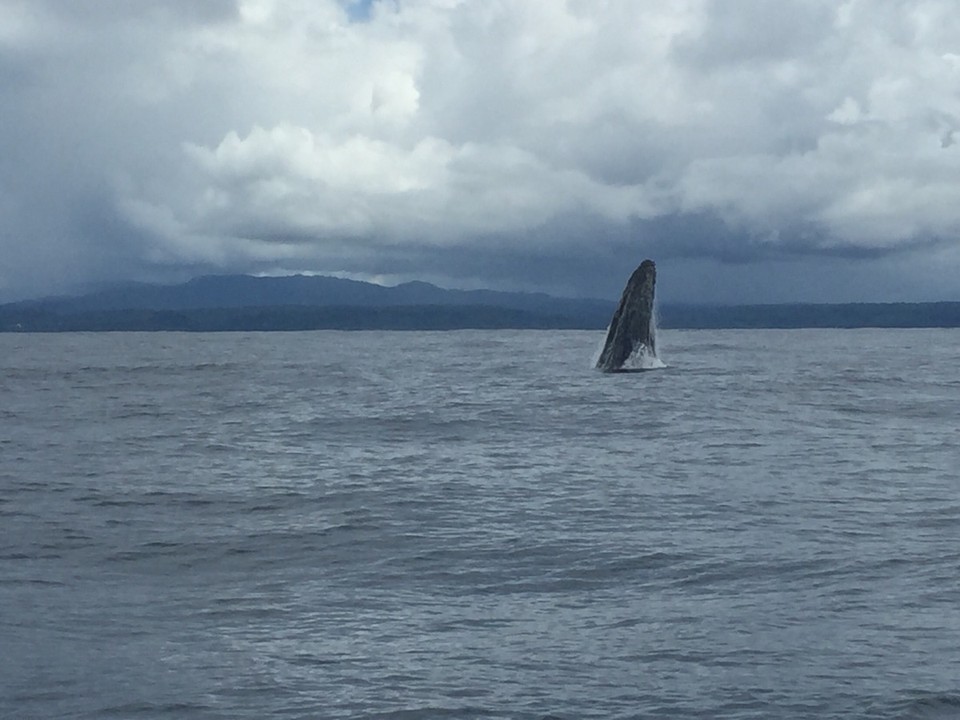 Costa Rica - Osa - 