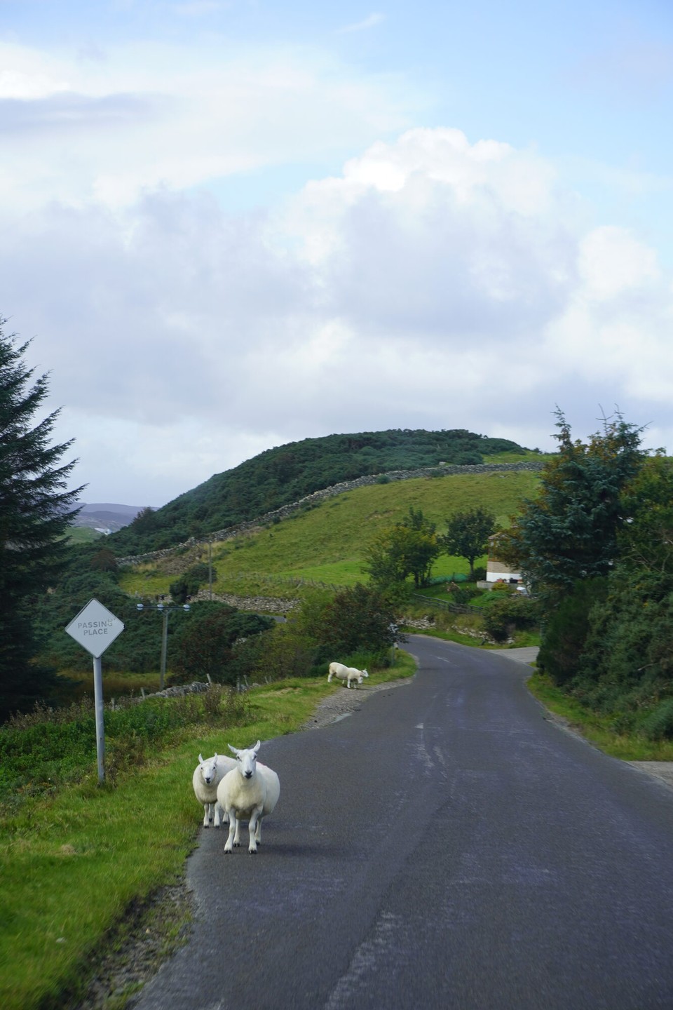 Vereinigtes Königreich - Durness - Tier lebed wüüürkli gfährlich (au wenn mer mittlerwile wüssid dass do die tote Tier eifach nid vo de Strasse grumet werdid wie bi üs)