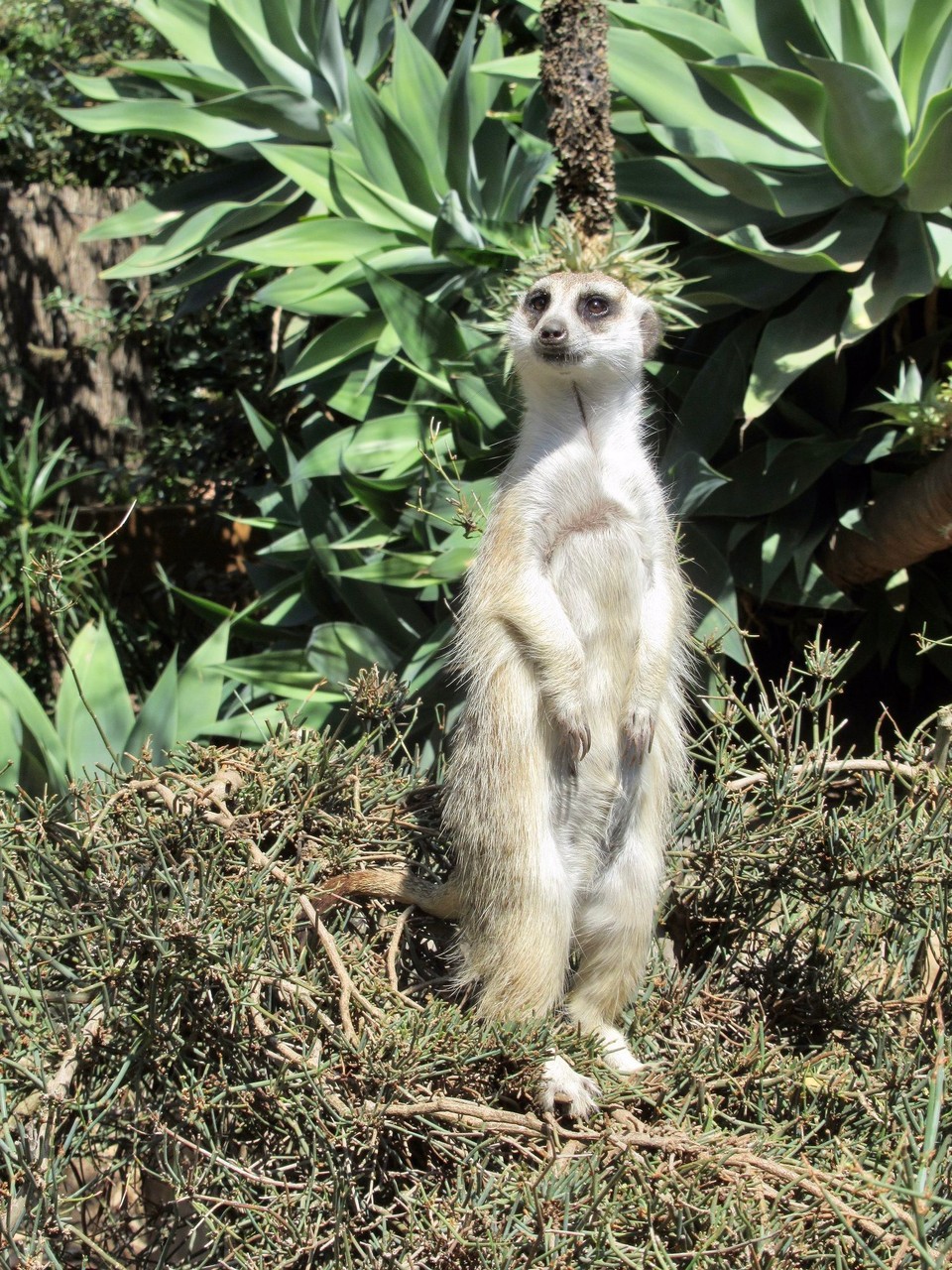 Australien - Parkville - Erdmännchen auf einem Busch stehend... wer hat das denn schon gesehen?😂🙈🧐