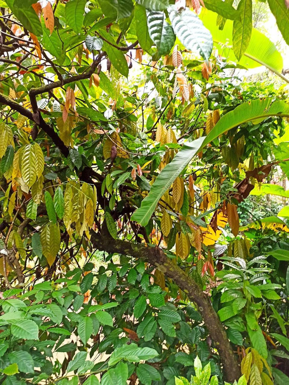 Indien - Suryanelli - Voilà ein Kakao-
Baum. 