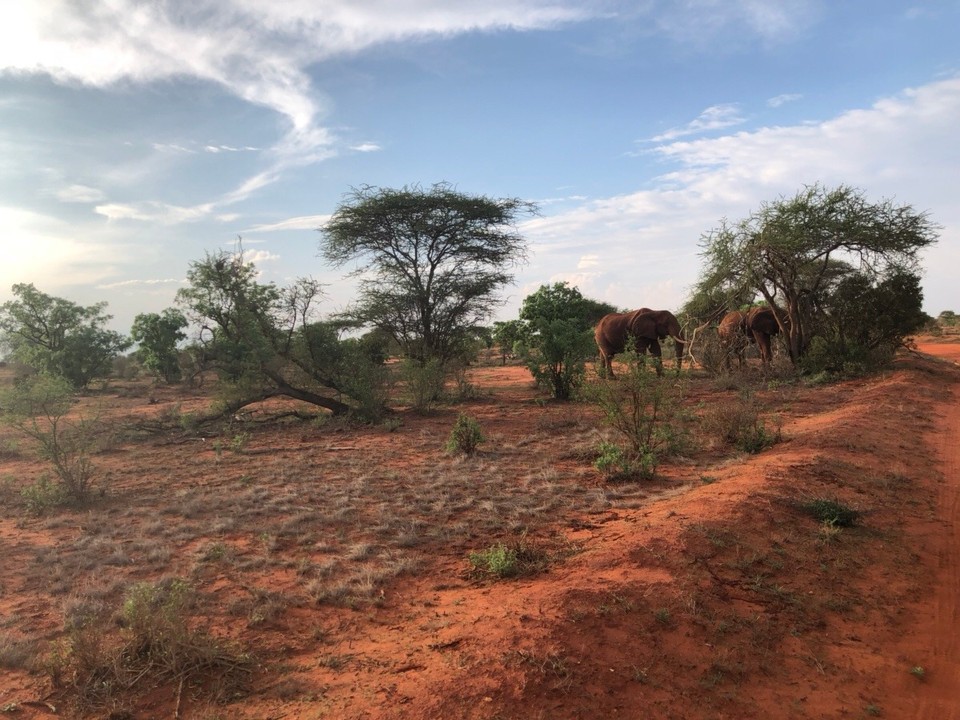 Kenia - Taita - 