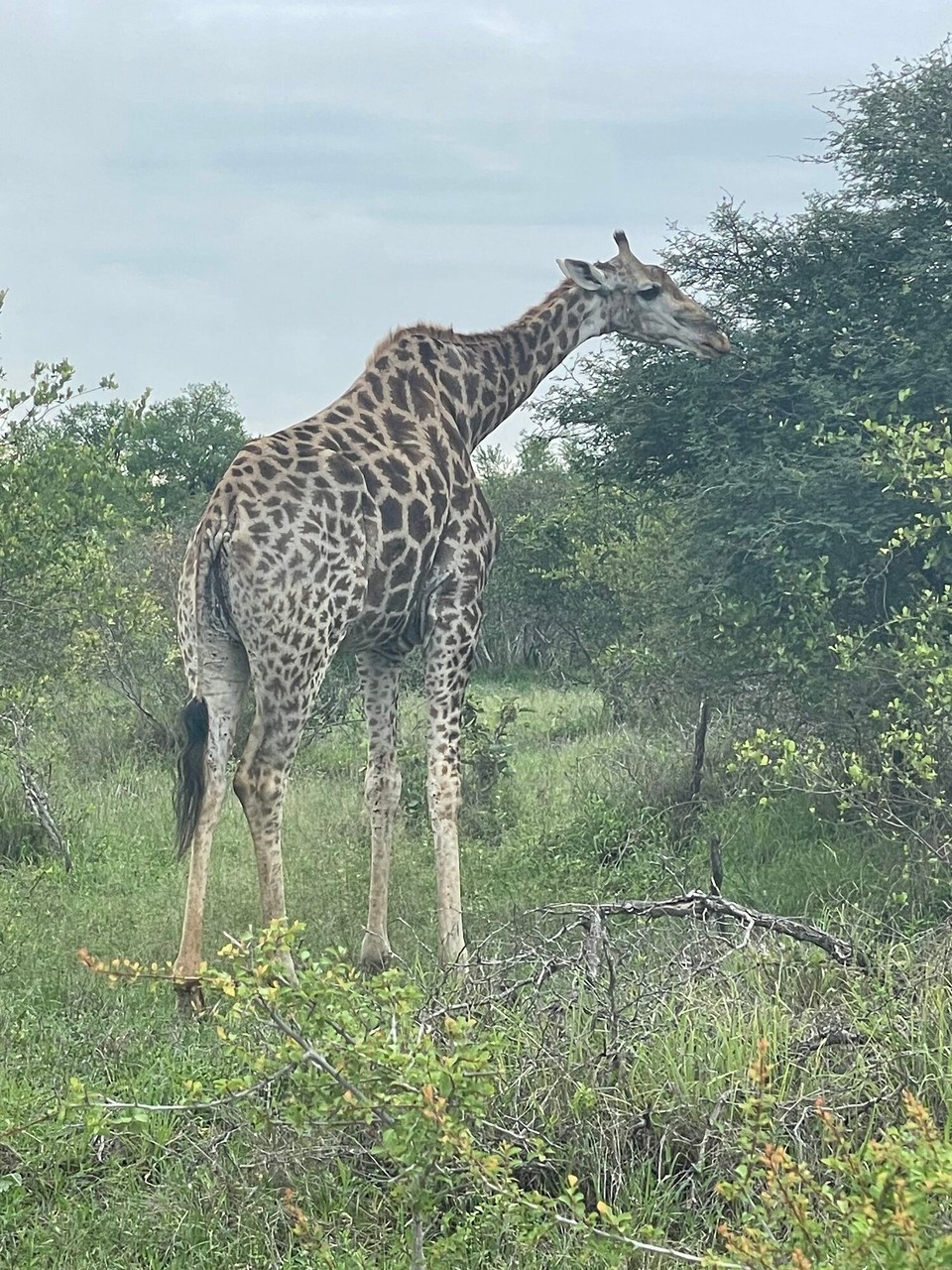 Südafrika - Sabie Park - 