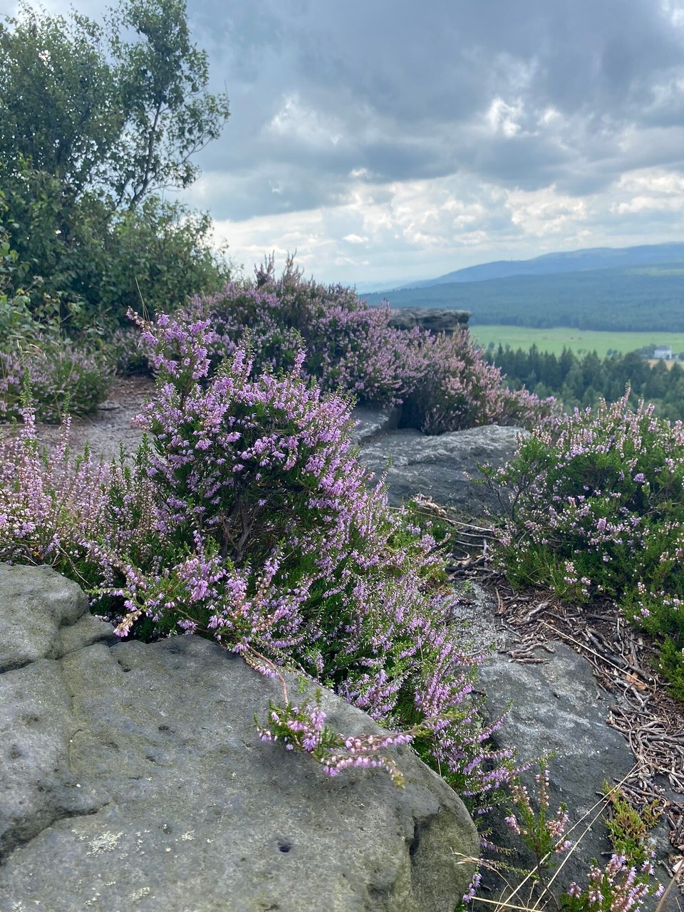 Deutschland - Rosenthal-Bielatal - Die Felsen voll wundervoller Heide.