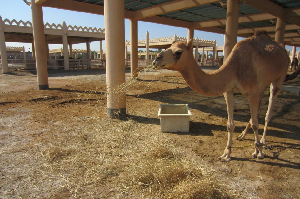 Bahrain - Manamah - 