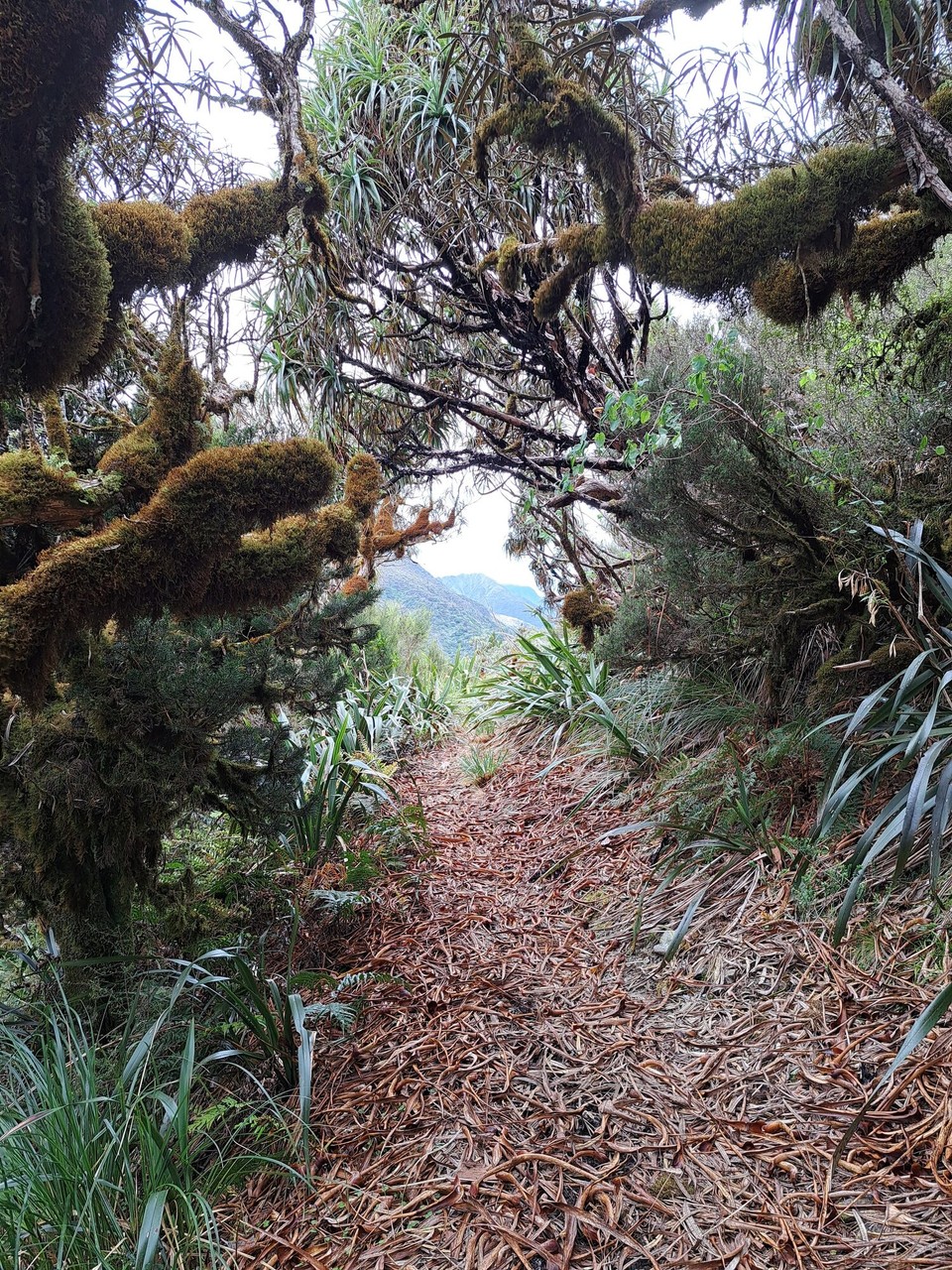 Neuseeland - West Coast - 