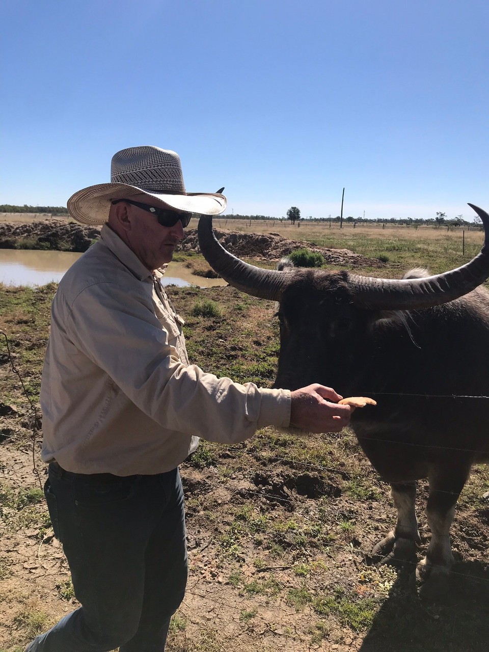 Australia - Toll - Ole mate Tom and Buffy the buffalo 