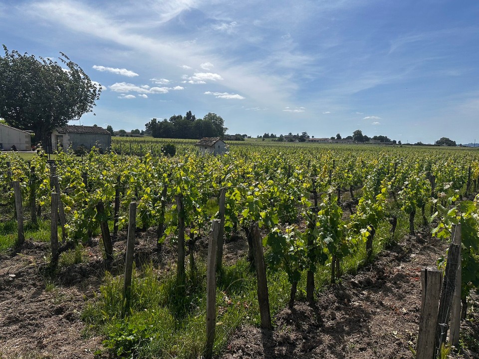 Frankreich - Saint-Emilion - 