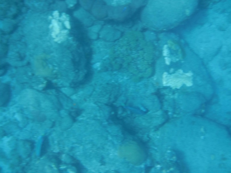 Dominica -  - 