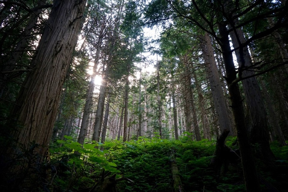Kanada - Golden - 