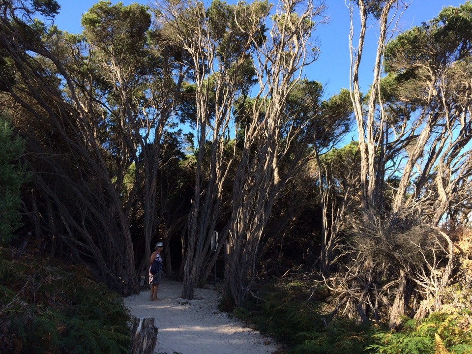 Australia - Tidal River - The trail to Sqeaky Beach. 